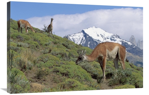 Global Gallery GCS-452313-2436-142 24 x 36 in. Guanaco Herd Grazing on