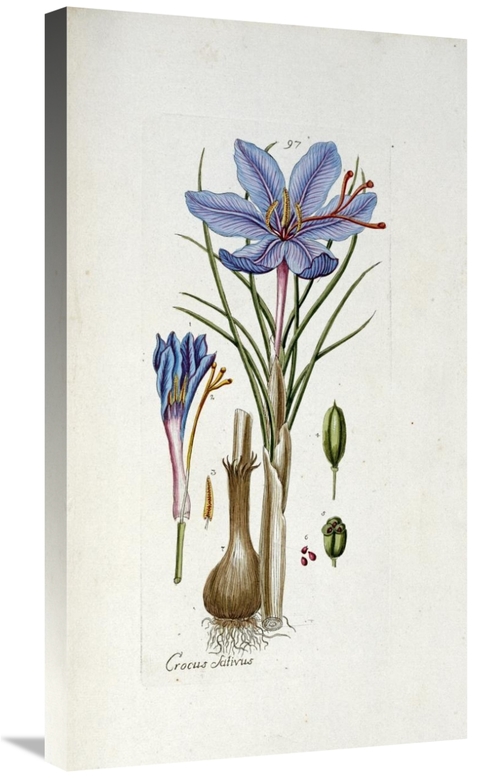 Global Gallery GCS-266349-30-142 30 in. Crocus Sativus Art Print - And