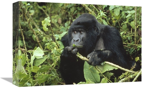 Global Gallery GCS-452347-1218-142 12 x 18 in. Mountain Gorilla Male F