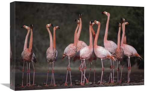 Global Gallery GCS-451765-1624-142 16 x 24 in. Greater Flamingo Synchr