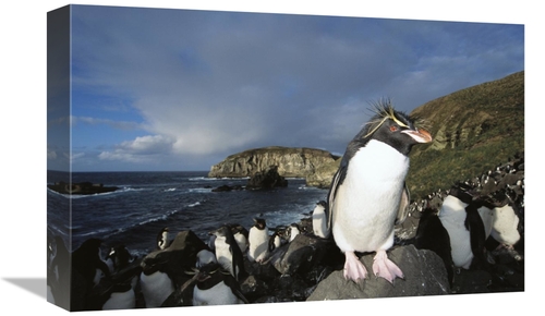 Global Gallery GCS-451586-1218-142 12 x 18 in. Rockhopper Penguin Nest