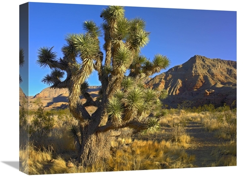 Global Gallery GCS-452128-1620-142 16 x 20 in. Joshua Tree with the VI
