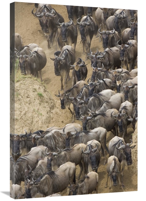 Global Gallery GCS-395799-2436-142 24 x 36 in. Blue Wildebeest Herd Ap