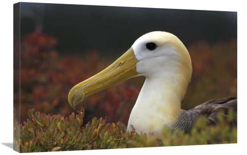 Global Gallery GCS-451360-2030-142 20 x 30 in. Waved Albatross Portrai