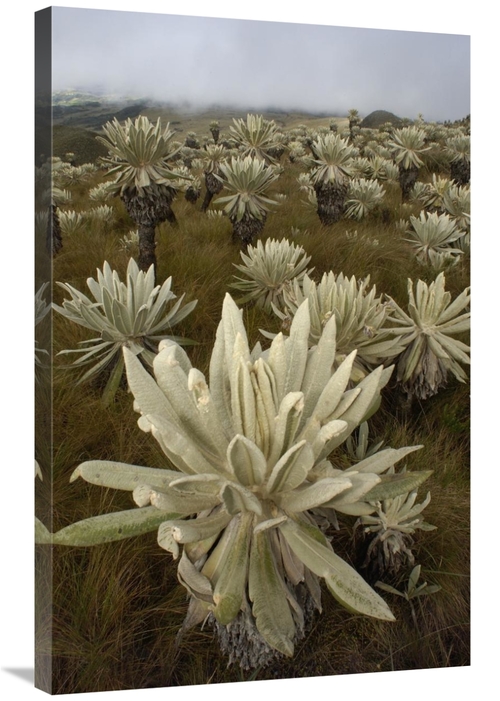 Global Gallery GCS-453156-2436-142 24 x 36 in. Paramo Flower, El A