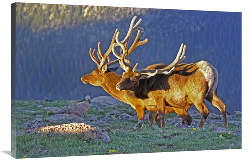 Global Gallery GCS-486549-40-142 40 in. Bull Elks at Sunrise Art Print