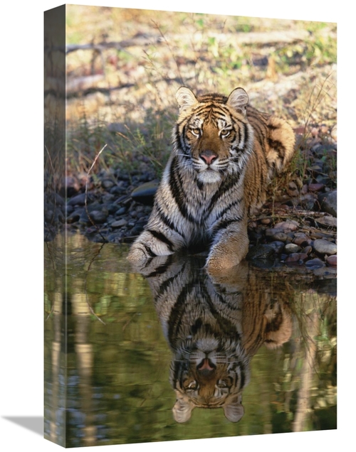 Global Gallery GCS-451985-1218-142 12 x 18 in. Siberian Tiger Resting 