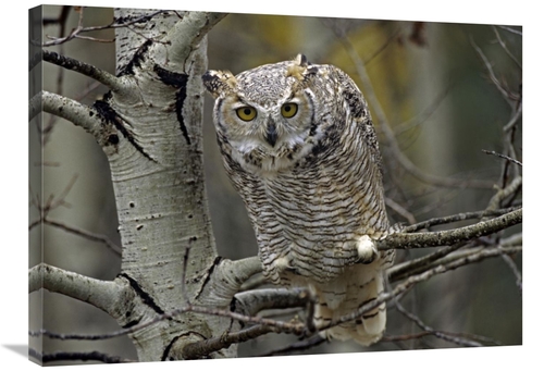 Global Gallery GCS-396642-2432-142 24 x 32 in. Great Horned Owl Pale F