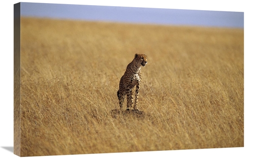 Global Gallery GCS-452975-2030-142 20 x 30 in. Cheetah Standing on Roc