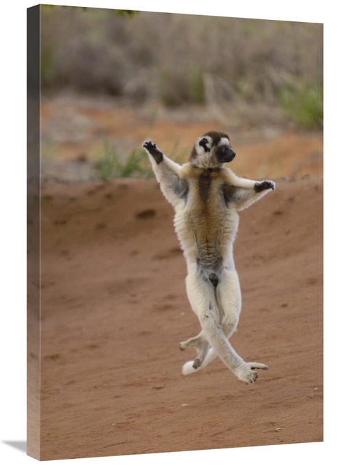 Global Gallery GCS-453040-2030-142 20 x 30 in. Verreauxs Sifaka Hoppin