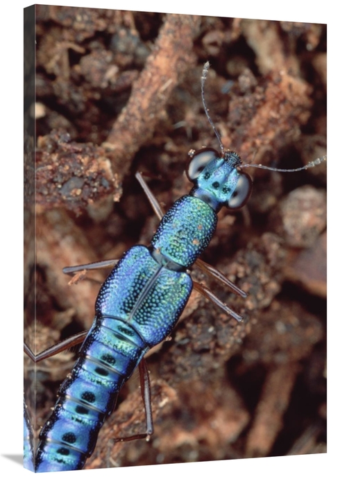 Global Gallery GCS-450949-2436-142 24 x 36 in. Rove Beetle Portrait&#4