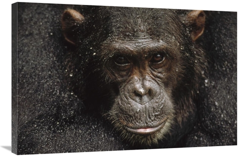 Global Gallery GCS-452742-2436-142 24 x 36 in. Chimpanzee Called Frodo