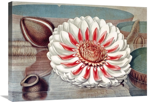 Global Gallery GCS-267279-30-142 30 in. The Great Water Lily of Americ