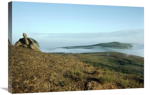 Global Gallery GCS-451228-2030-142 20 x 30 in. Galapagos Giant Tortois