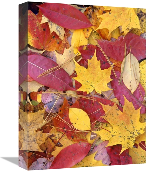 Global Gallery GCS-396149-1216-142 12 x 16 in. Sourwood & Cherry Leave