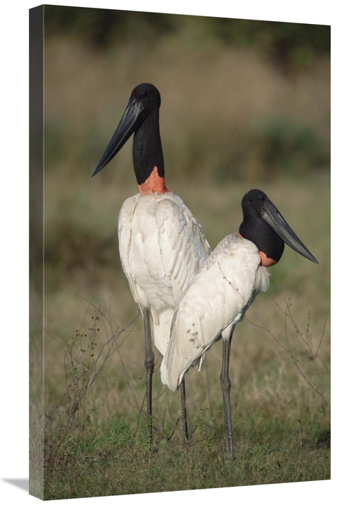 Global Gallery GCS-451476-30-142 30 in. Jabiru Stork Pair Courting&#44