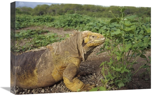 Global Gallery GCS-451389-1624-142 16 x 24 in. Galapagos Land Iguana M