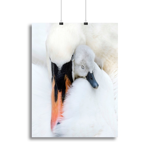 A Mother Swan Canvas Print or Poster
