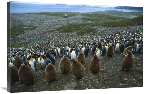 Global Gallery GCS-453389-2436-142 24 x 36 in. King Penguin Colony&#44