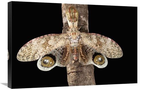 Global Gallery GCS-398555-2030-142 20 x 30 in. Lantern Bug with False 