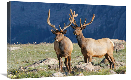 30 in. Future Kings Art Print - Vic Schendel