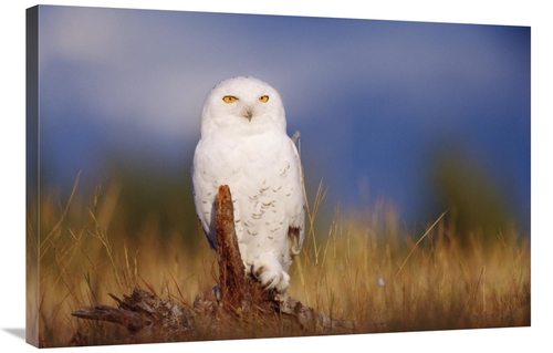 Global Gallery GCS-397104-2436-142 24 x 36 in. Snowy Owl Adult Perchin