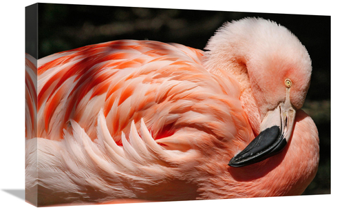 Global Gallery GCS-486565-22-142 22 in. Flamingo Art Print - Vic Schen