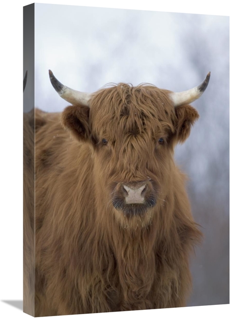 Global Gallery GCS-451945-1624-142 16 x 24 in. Cattle, A Highland 