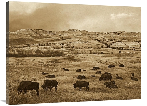 Global Gallery GCS-453690-3040-142 30 x 40 in. American Bison Herd Gra