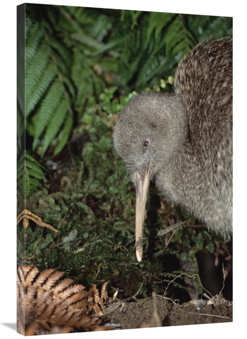 Global Gallery GCS-451212-2436-142 24 x 36 in. Great Spotted Kiwi Male