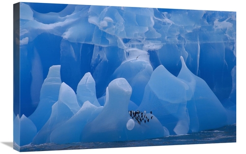 Global Gallery GCS-453439-2030-142 20 x 30 in. Chinstrap Penguin Group