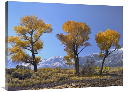 Global Gallery GCS-452080-3040-142 30 x 40 in. Cottonwood Trees, F