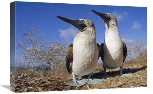 Global Gallery GCS-451292-1624-142 16 x 24 in. Blue-Footed Booby Court