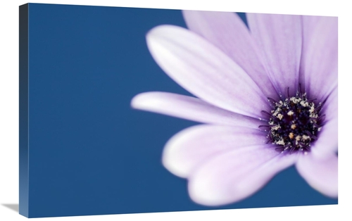 Global Gallery GCS-398233-2030-142 20 x 30 in. Cape Marguerite Daisy A