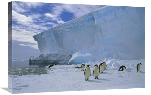 Global Gallery GCS-451724-2030-142 20 x 30 in. Emperor Penguins Commut