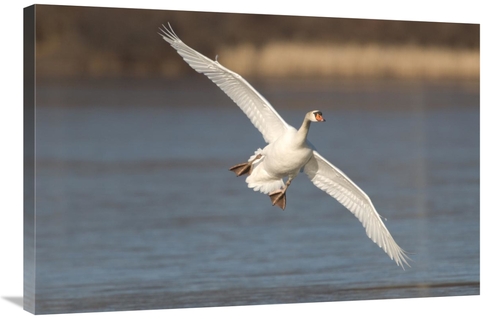 Global Gallery GCS-397374-2436-142 24 x 36 in. Mute Swan Flying, K