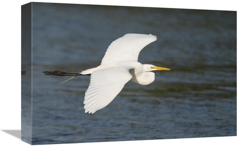 Global Gallery GCS-397330-1218-142 12 x 18 in. Great Egret Flying,