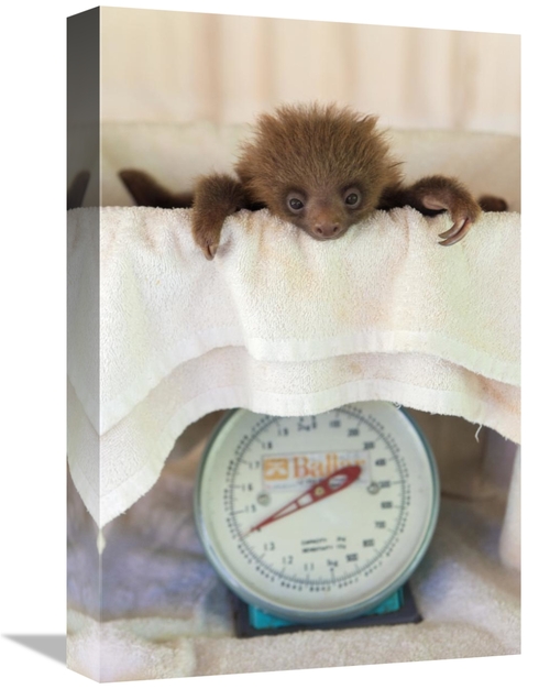 Global Gallery GCS-395862-1218-142 12 x 18 in. Hoffmanns Two-Toed Slot