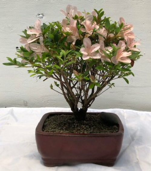Flowering Azalea Bonsai Tree (Rhododendron 'obtusum')