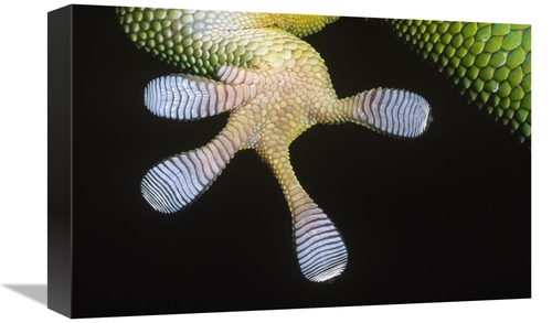 Global Gallery GCS-395284-1218-142 12 x 18 in. Madagascar Day Gecko Un