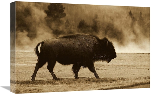 Global Gallery GCS-453718-1624-142 16 x 24 in. American Bison Male Nea