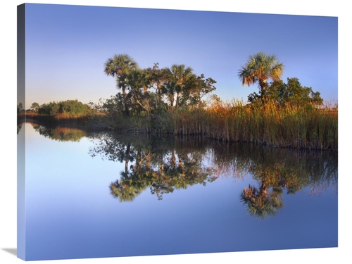 Global Gallery GCS-396869-2835-142 28 x 35 in. Royal Palms & Reeds Alo