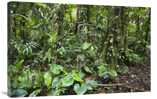 Global Gallery GCS-452673-2436-142 24 x 36 in. Lowland Rainforest,