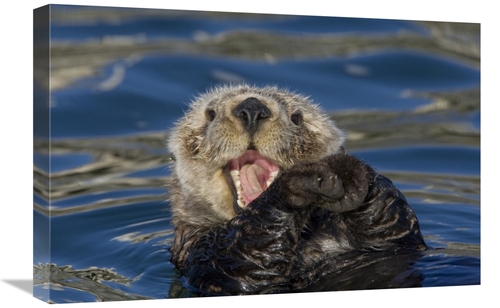 Global Gallery GCS-395808-1624-142 16 x 24 in. Sea Otter Yawning, 