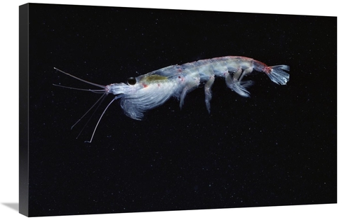 Global Gallery GCS-450634-2030-142 20 x 30 in. Antarctic Krill, An