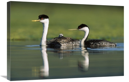 Global Gallery GCS-396909-2030-142 20 x 30 in. Western Grebe Couple wi