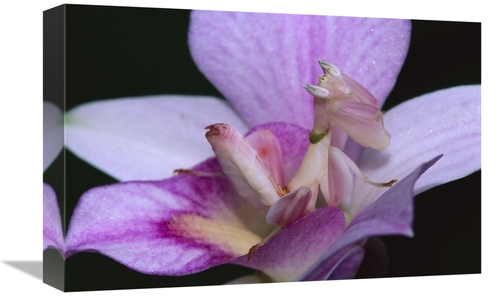 Global Gallery GCS-397665-1218-142 12 x 18 in. Orchid Mantis Female Mi