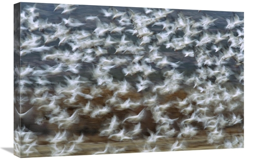 Global Gallery GCS-398313-2030-142 20 x 30 in. Snow Goose Flock Taking