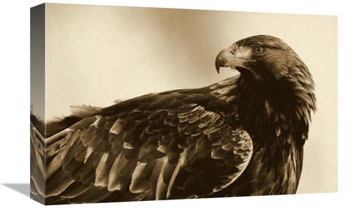 Global Gallery GCS-398051-1218-142 12 x 18 in. Golden Eagle Portrait&#