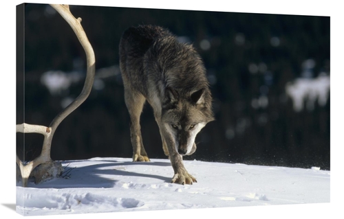 Global Gallery GCS-452298-2436-142 24 x 36 in. Timber Wolf Approaching